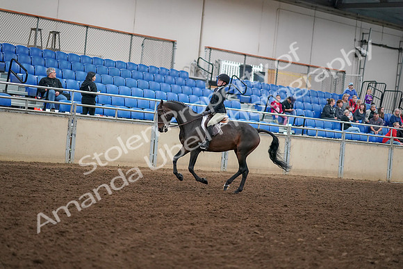2019 Morgan Horse Show - Aug 30, 2019 - 12289