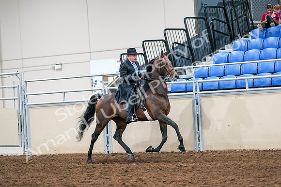 2020 - AB Morgan Horse - Sat, Sept 05 - 08140
