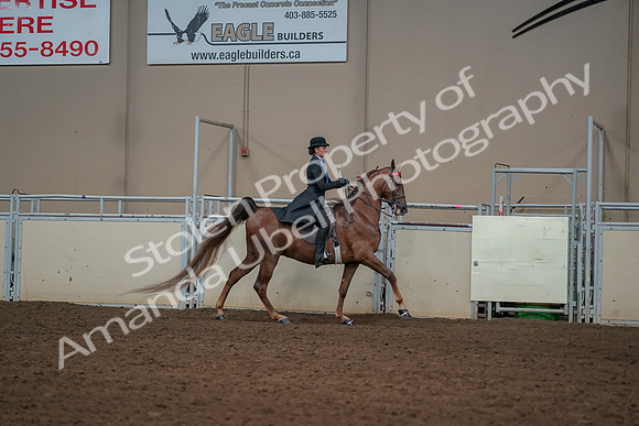 2019 Morgan Horse Show - Aug 30, 2019 - 25321