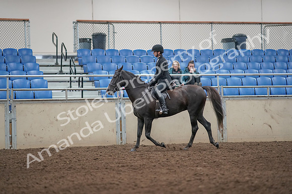 2019 Morgan Horse Show - Aug 31, 2019 - 07182