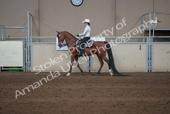 2019 Morgan Horse Show - Sept 01, 2019 - 06955