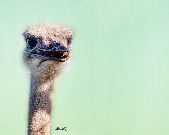 Zoo - 014