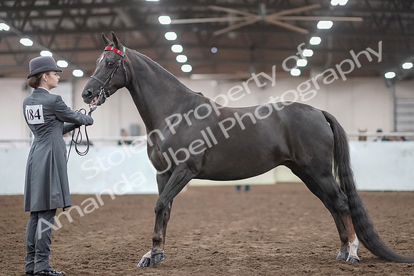 2019 Morgan Horse Show - Aug 31, 2019 - 01930