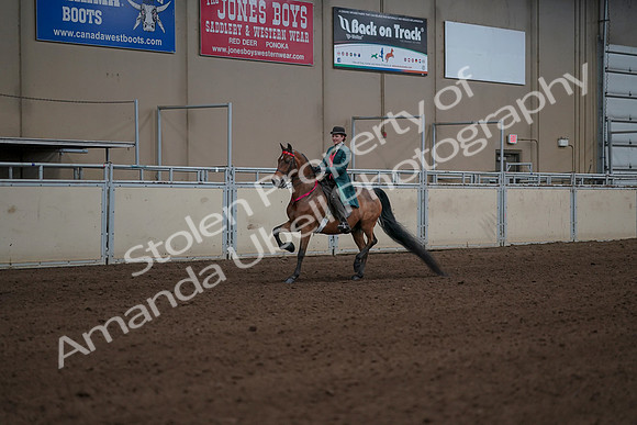 2019 Morgan Horse Show - Sept 01, 2019 - 13441