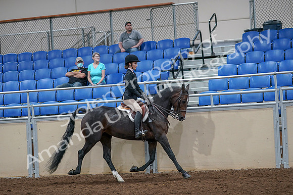 2020 - AB Morgan Horse - Fri, Sept 04 - 06039