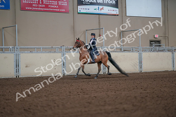 2019 Morgan Horse Show - Aug 31, 2019 - 19932