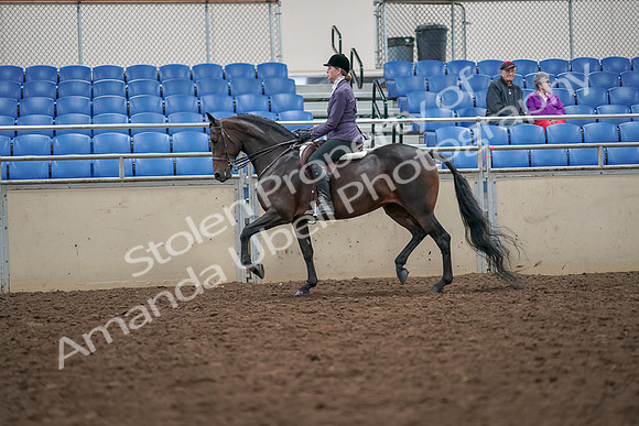2019 Morgan Horse Show - Aug 30, 2019 - 20154
