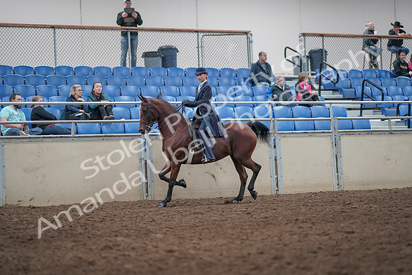 2019 Morgan Horse Show - Aug 31, 2019 - 08584