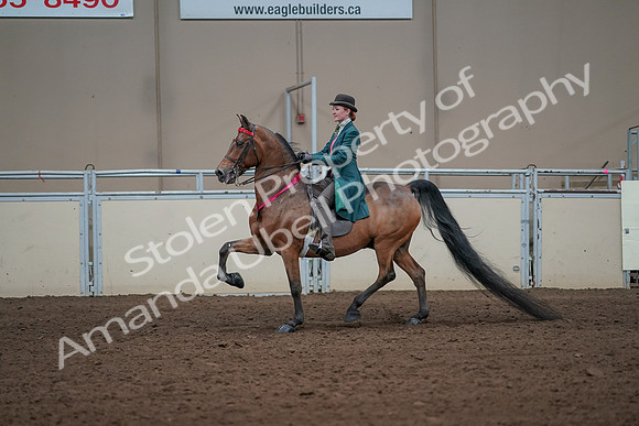 2019 Morgan Horse Show - Sept 01, 2019 - 13477