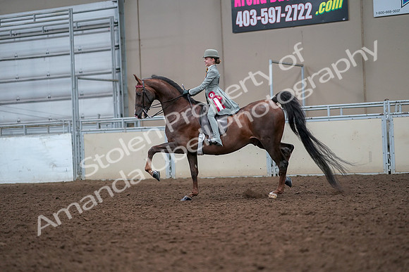 2019 Morgan Horse Show - Aug 30, 2019 - 18267