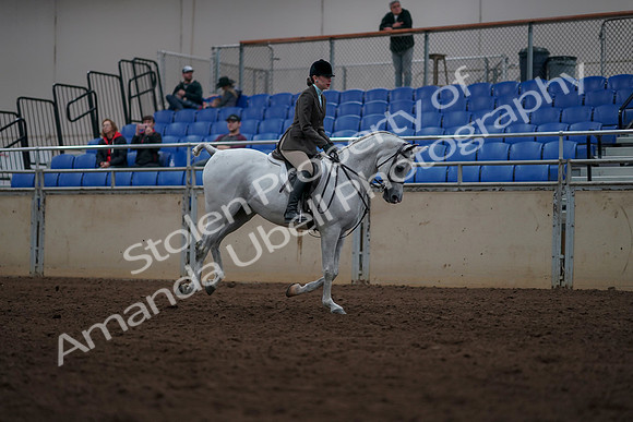2019 Morgan Horse Show - Sept 01, 2019 - 08820