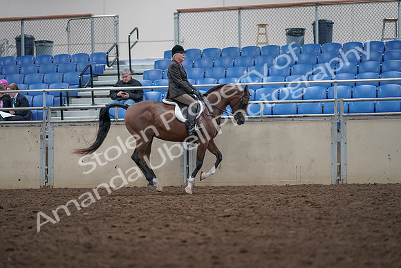 2019 Morgan Horse Show - Aug 31, 2019 - 16099
