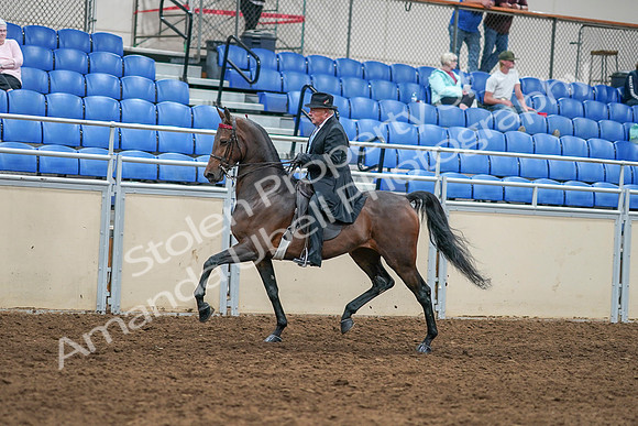 2020 - AB Morgan Horse - Sat, Sept 05 - 07917