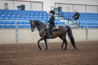 Class 172 - Morgan Western Pleasure - Championship