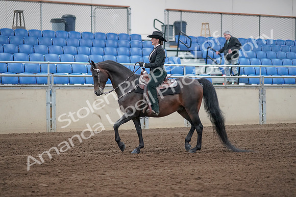 2019 Morgan Horse Show - Sept 01, 2019 - 11189