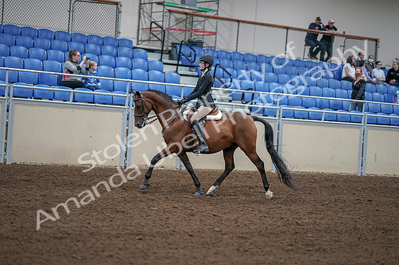 2020 - AB Morgan Horse - Fri, Sept 04 - 05867