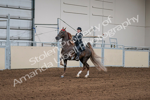 2020 - AB Morgan Horse - Sat, Sept 05 - 13076