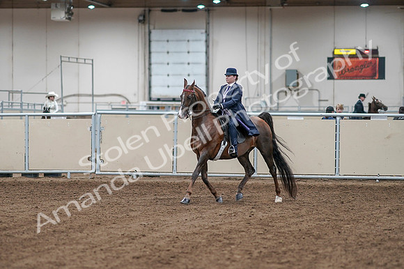 2020 - AB Morgan Horse - Fri, Sept 04 - 07854