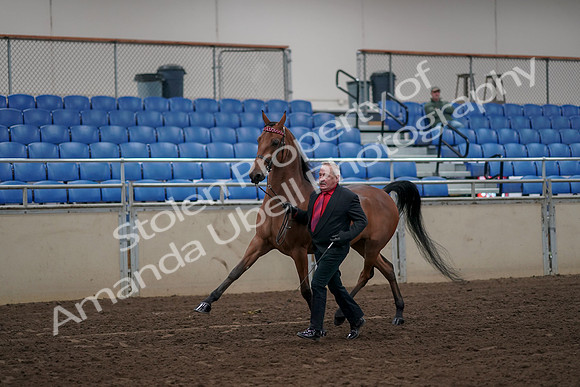 2019 Morgan Horse Show - Aug 31, 2019 - 00546