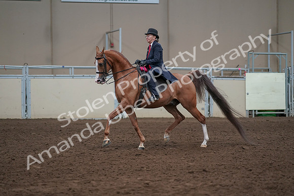 2019 Morgan Horse Show - Sept 01, 2019 - 12126