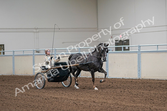 2020 - AB Morgan Horse - Sat, Sept 05 - 05918