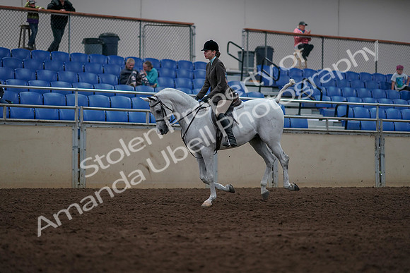 2019 Morgan Horse Show - Sept 01, 2019 - 08699