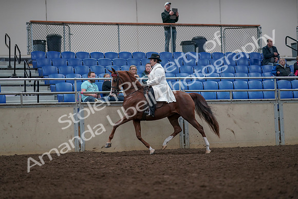 2019 Morgan Horse Show - Aug 31, 2019 - 08561