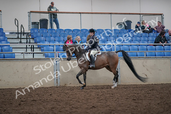 2019 Morgan Horse Show - Aug 31, 2019 - 15875