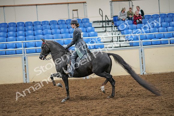 2020 - AB Morgan Horse - Sat, Sept 05 - 13589