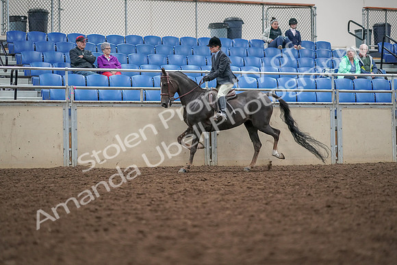 2019 Morgan Horse Show - Aug 30, 2019 - 20410