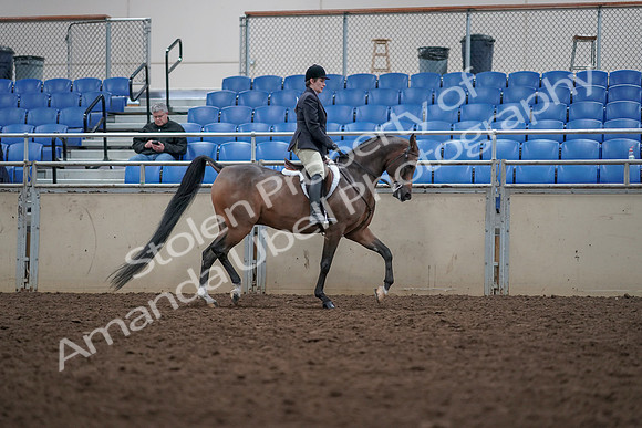 2019 Morgan Horse Show - Aug 31, 2019 - 16181