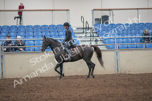 2019 Morgan Horse Show - Aug 31, 2019 - 07186