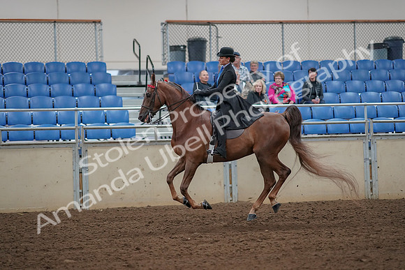2019 Morgan Horse Show - Aug 30, 2019 - 25195