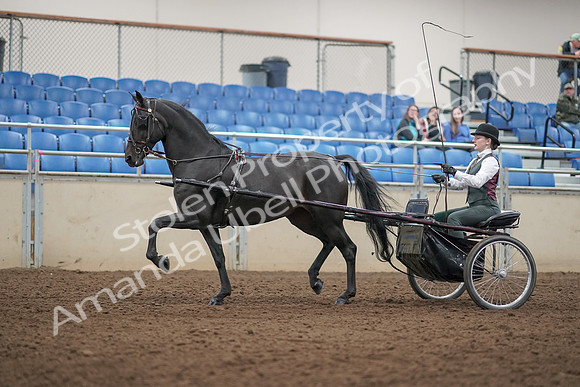 2019 Morgan Horse Show - Aug 31, 2019 - 04674