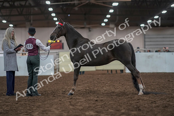 2019 Morgan Horse Show - Aug 31, 2019 - 02012