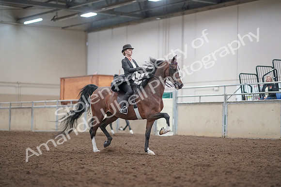 2019 Morgan Horse Show - Aug 31, 2019 - 08890