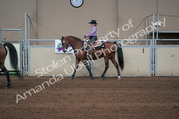 2019 Morgan Horse Show - Sept 01, 2019 - 06884