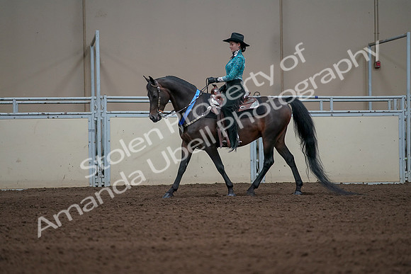 2019 Morgan Horse Show - Sept 01, 2019 - 07308