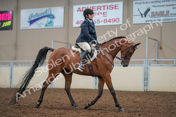 2019 Morgan Horse Show - Aug 30, 2019 - 22602