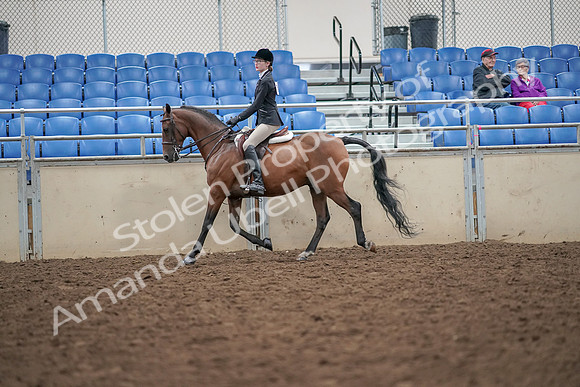 2019 Morgan Horse Show - Aug 30, 2019 - 20156