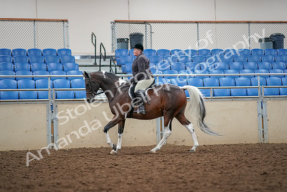 2019 Morgan Horse Show - Aug 30, 2019 - 22326