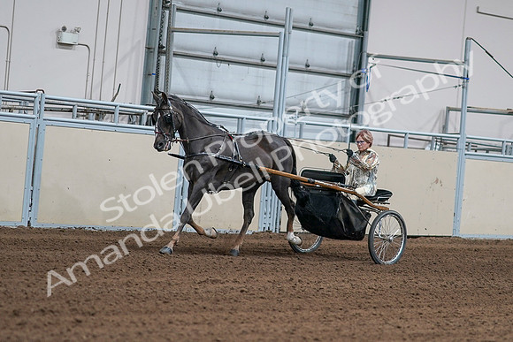2020 - AB Morgan Horse - Sat, Sept 05 - 05866