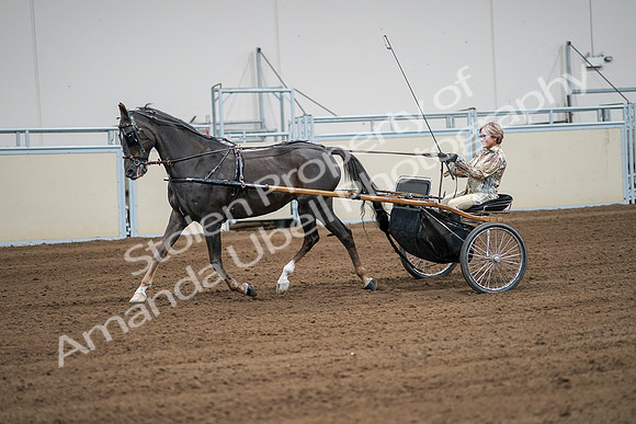2020 - AB Morgan Horse - Sat, Sept 05 - 06022