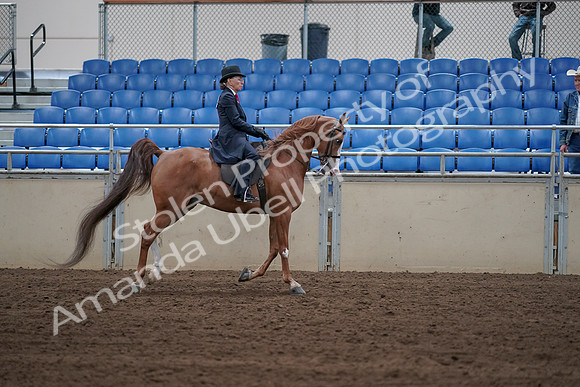 2019 Morgan Horse Show - Sept 01, 2019 - 12025