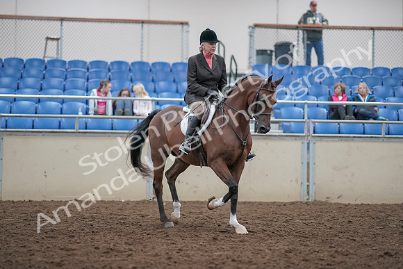 2019 Morgan Horse Show - Aug 31, 2019 - 16198