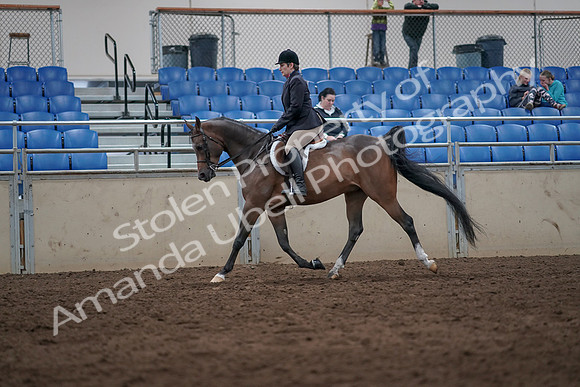 2019 Morgan Horse Show - Sept 01, 2019 - 08589
