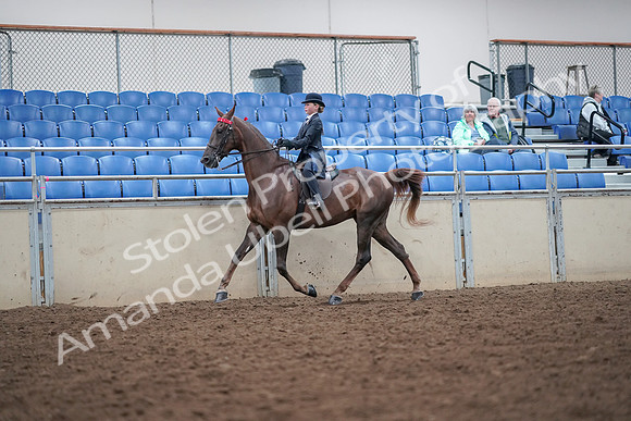 2019 Morgan Horse Show - Aug 30, 2019 - 17905