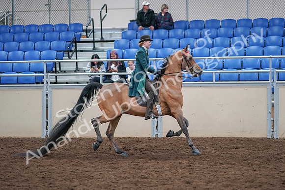2020 - AB Morgan Horse - Sat, Sept 05 - 13894