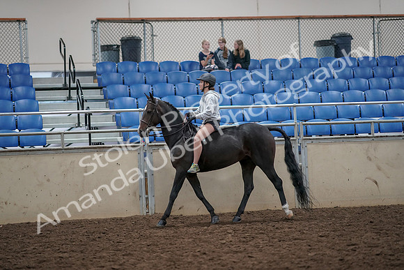 2019 Morgan Horse Show - Aug 30, 2019 - 31032