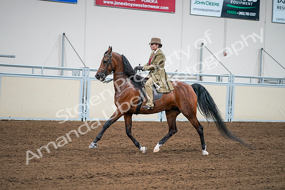 2020 - AB Morgan Horse - Sat, Sept 05 - 08097